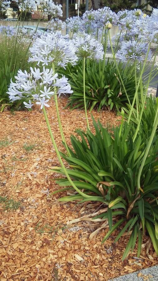 Agapanthus campanulatus habit