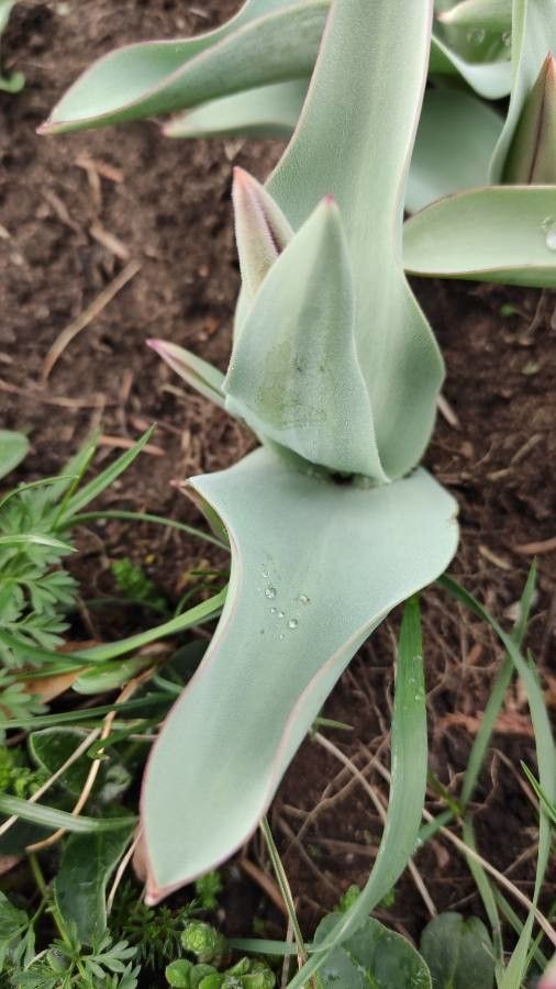 Tulipa eichleri leaf