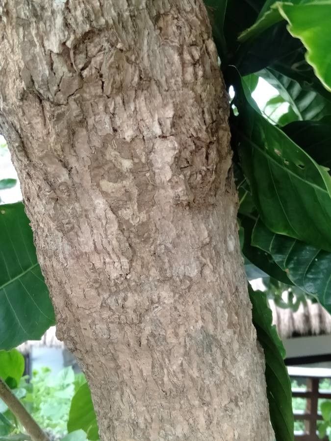 Tabernaemontana macrocarpa habit