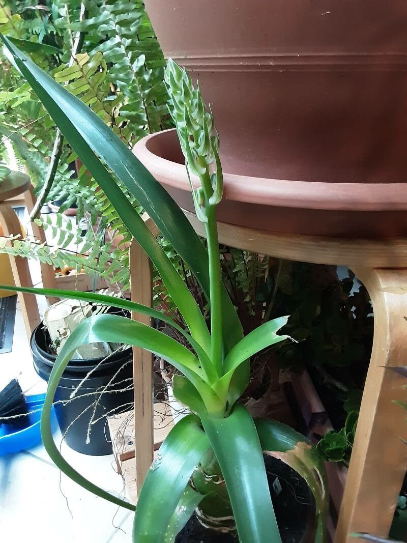 Albuca nelsonii leaf