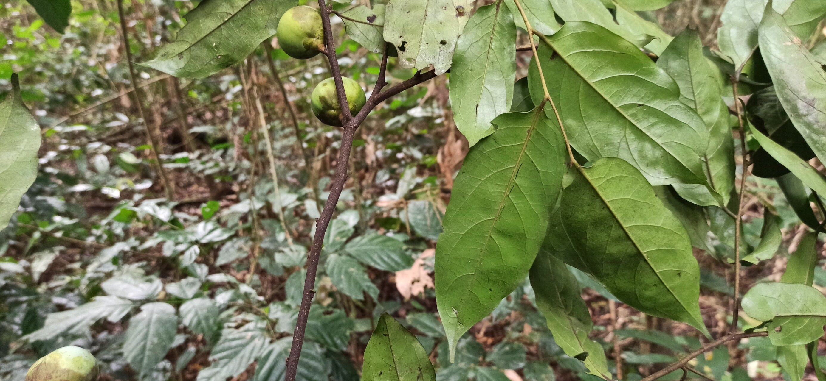 Diospyros polystemon — houseplant care guide