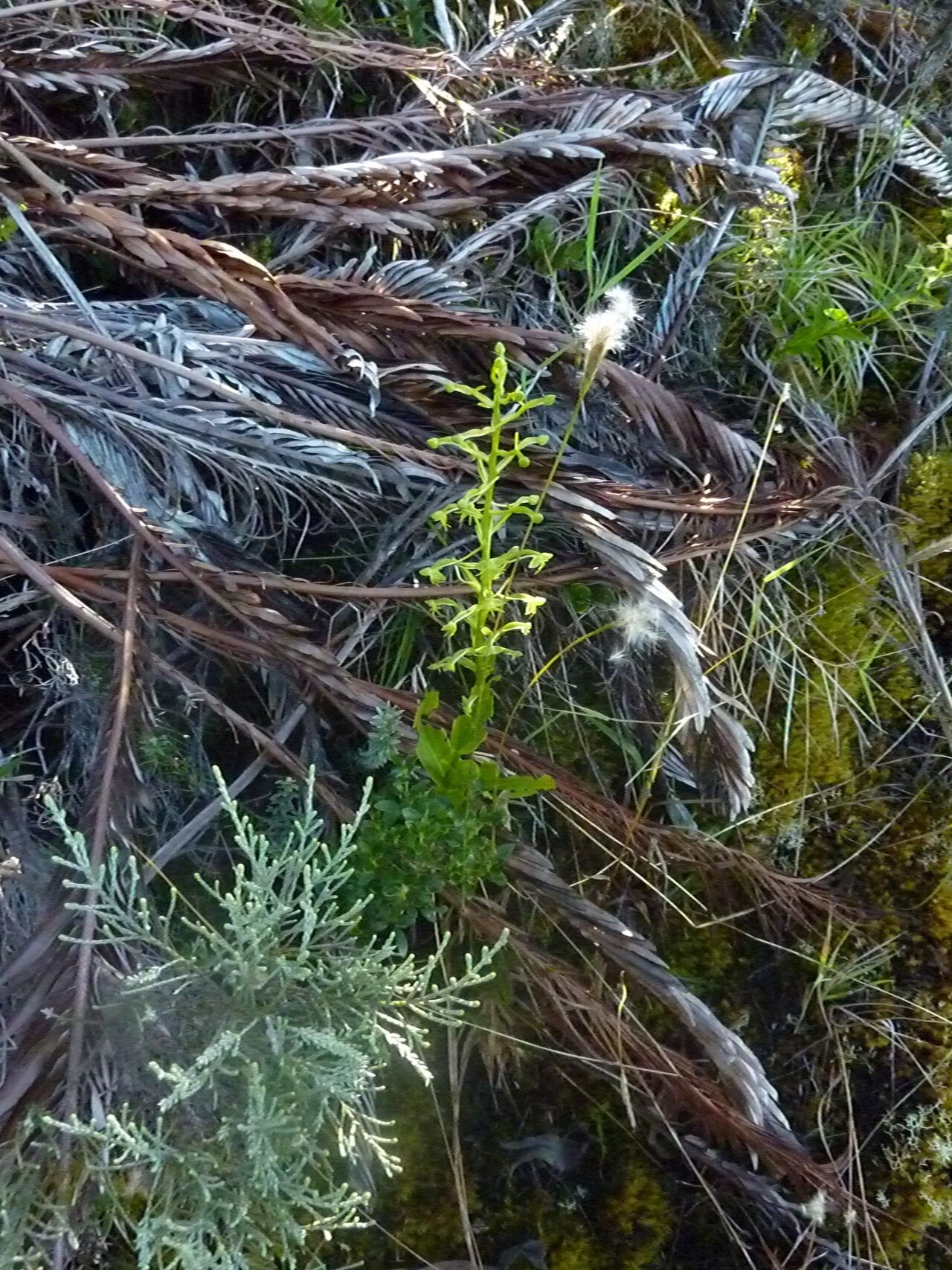 Habenaria frappieri habit