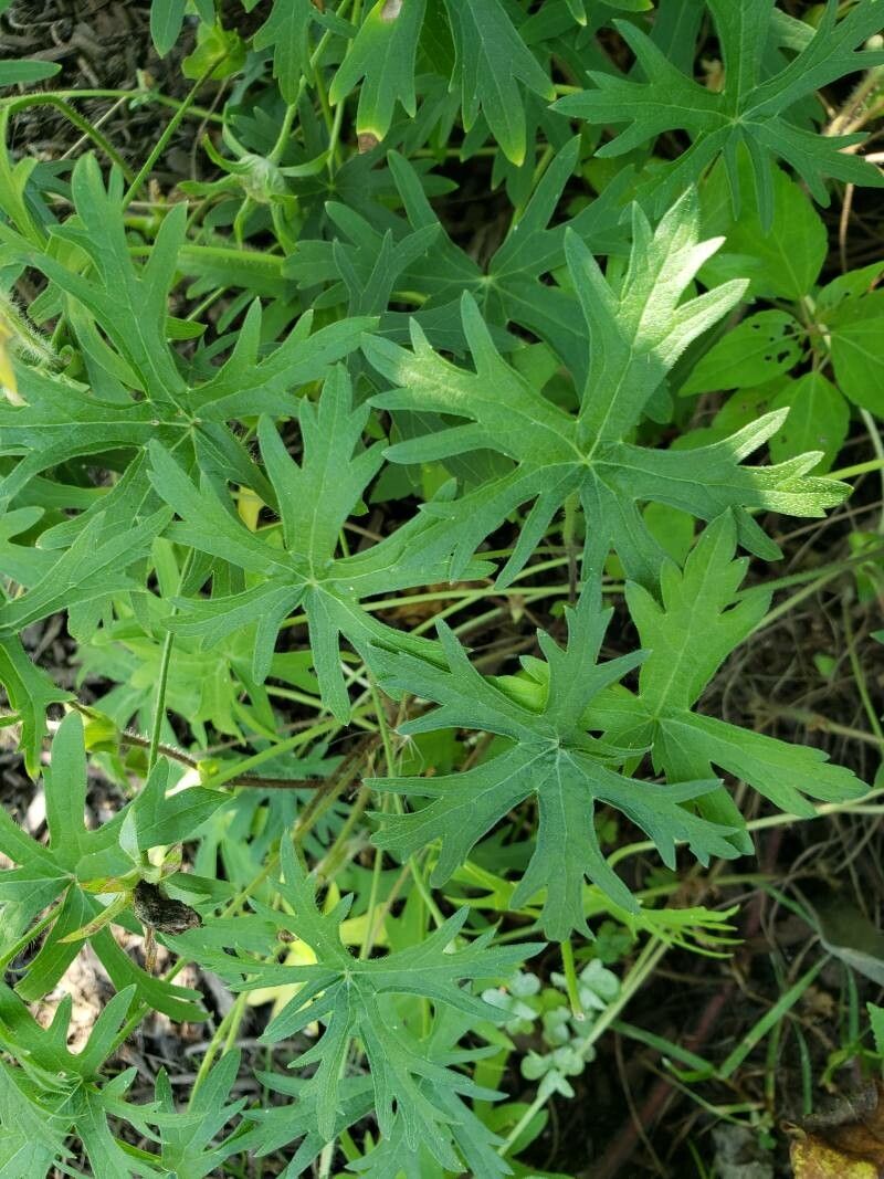 Callirhoe involucrata — related species from the same genus