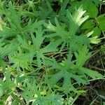 Callirhoe involucrata