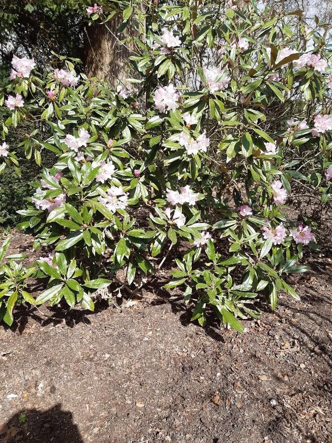 Rhododendron balfourianum habit