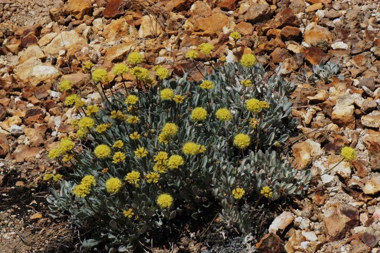 Eriogonum ochrocephalum habit