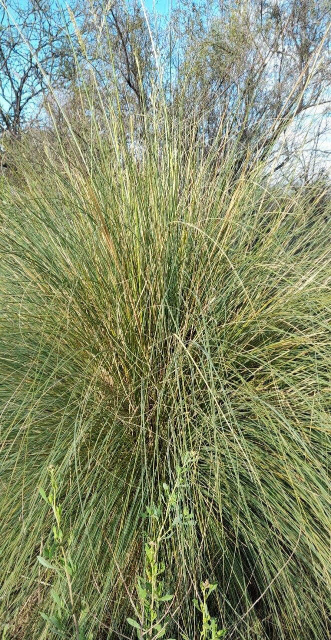 Cortaderia speciosa habit