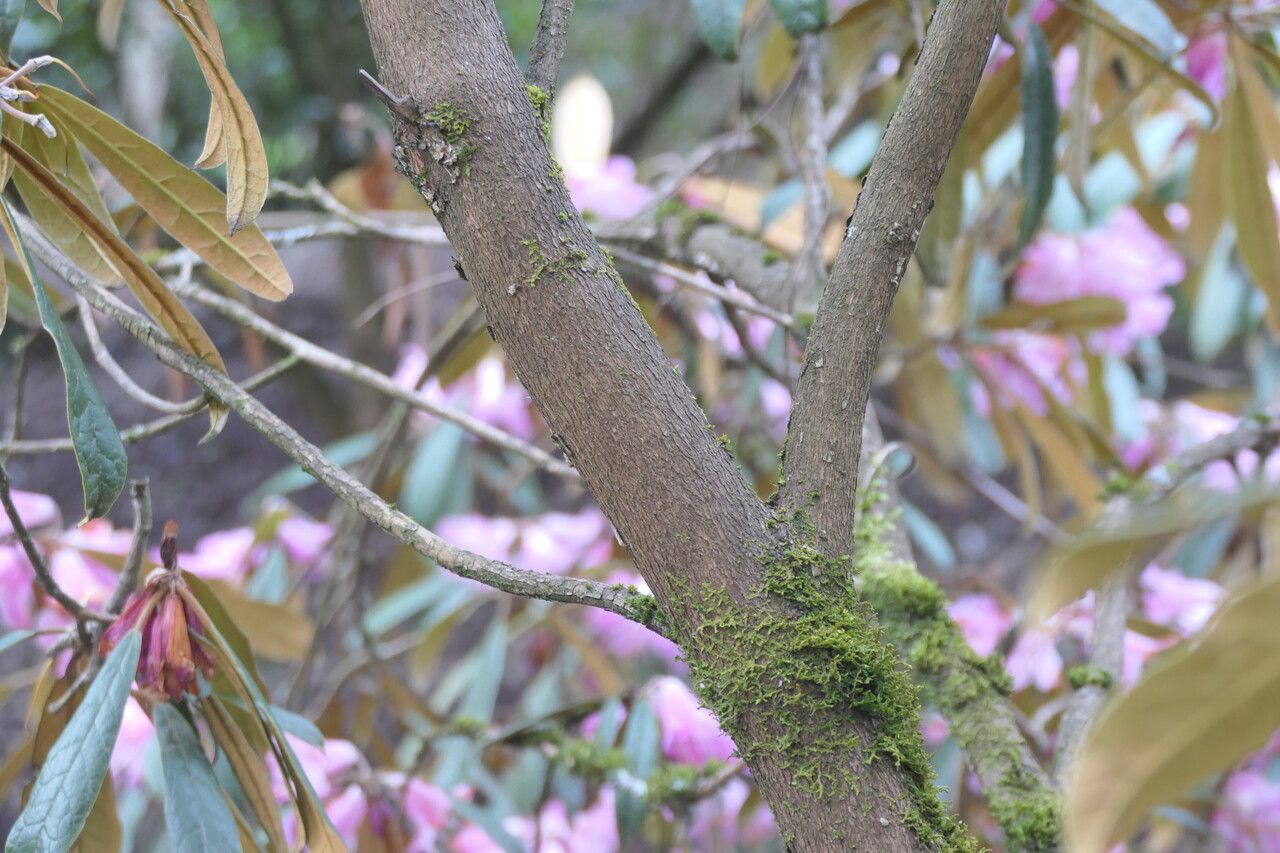 Rhododendron coeloneurum bark