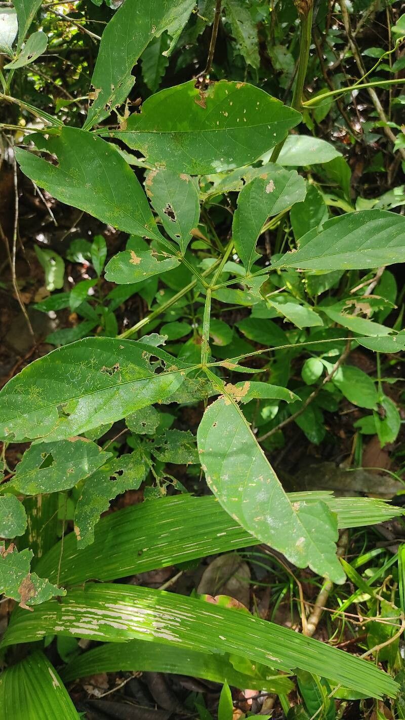 Serjania mexicana leaf