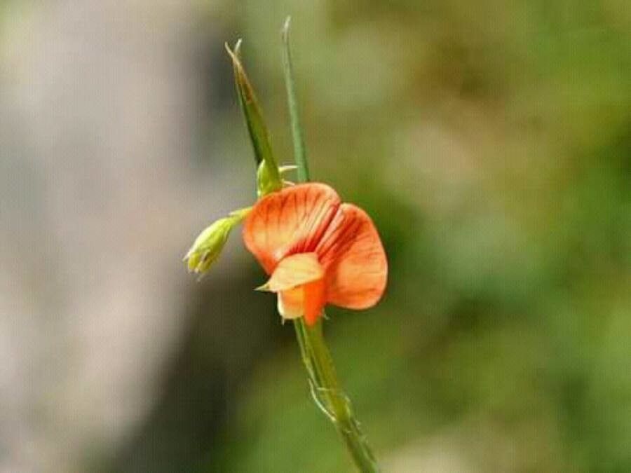 Lathyrus marmoratus — search result for 'Lathyrus'