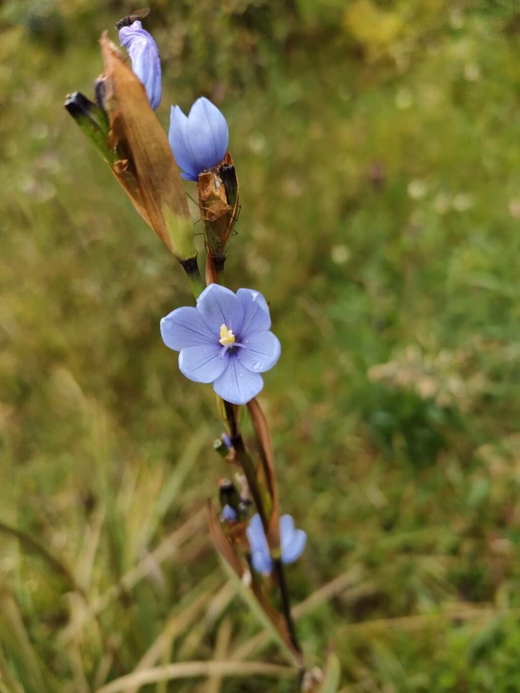 Orthrosanthus chimboracensis flower