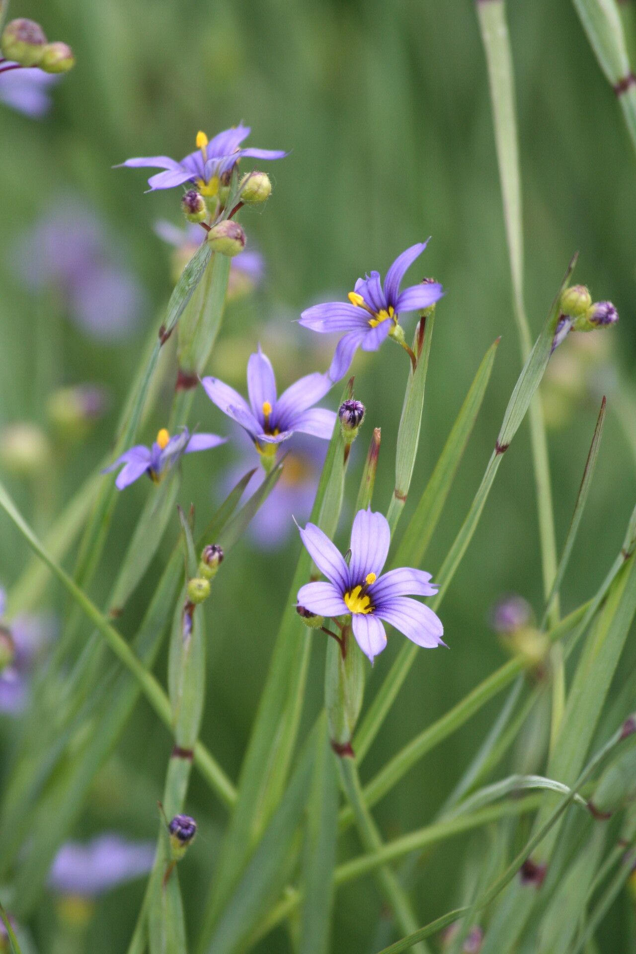Sisyrinchium bermudiana flower