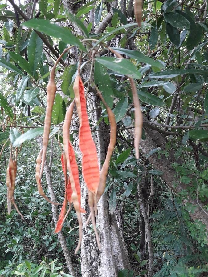 Capparis indica fruit