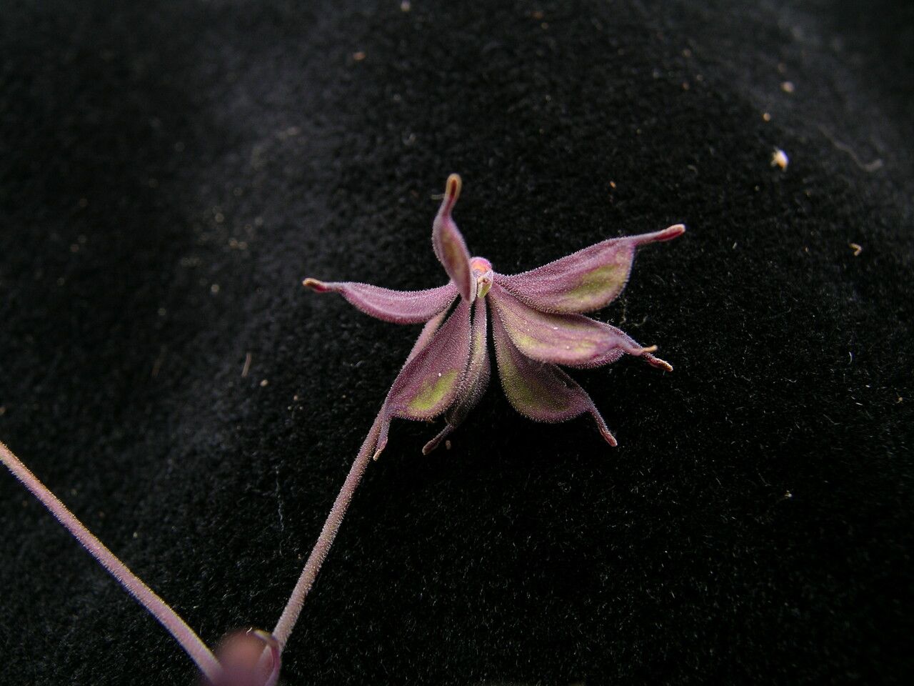 Thalictrum rostellatum fruit