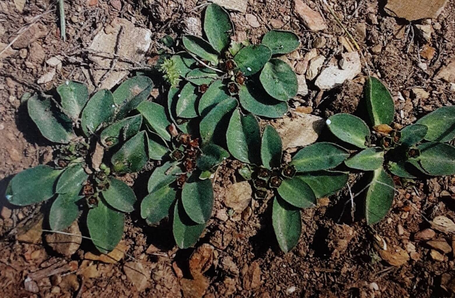 Euphorbia tuberosa — houseplant care guide