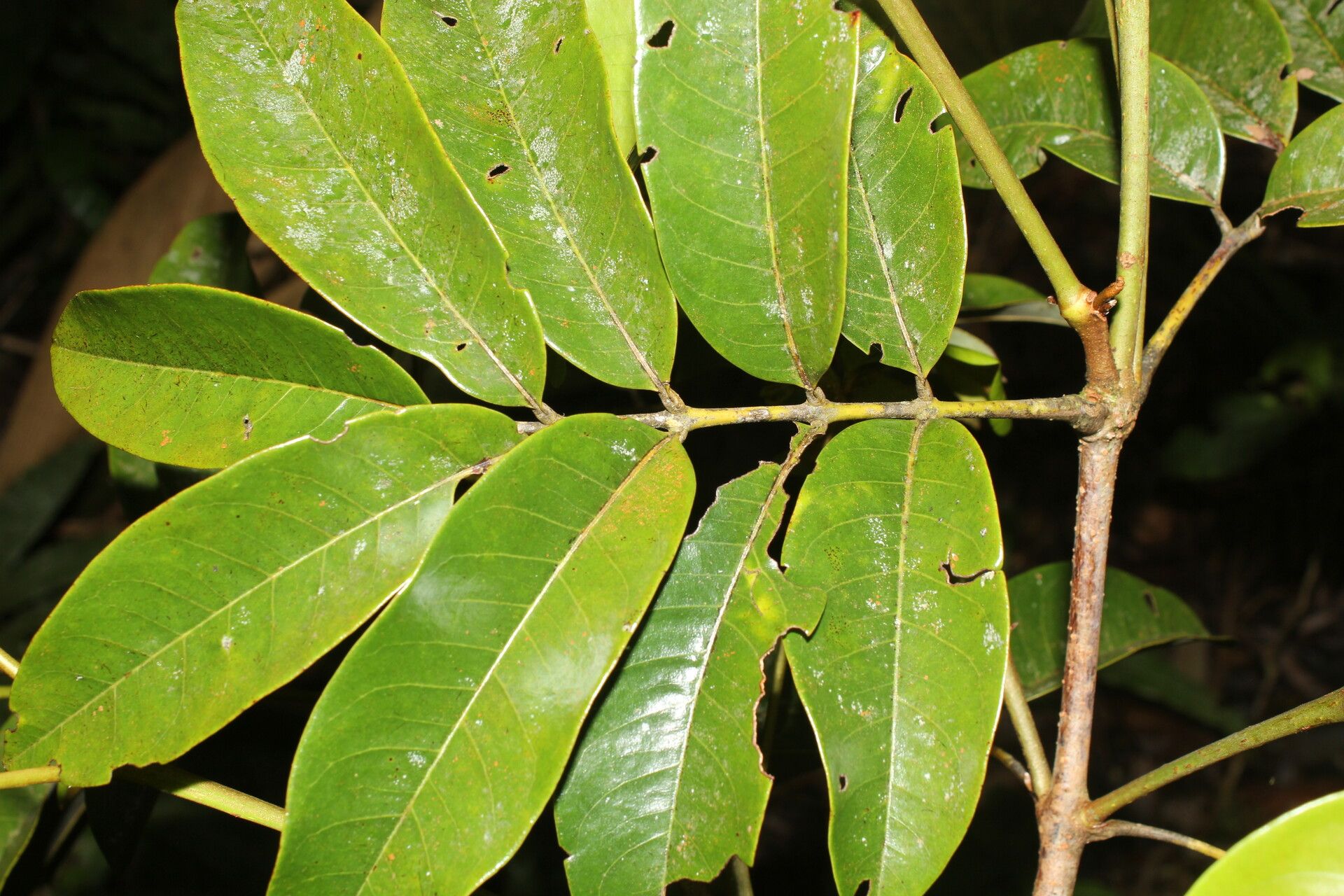 Alfaroa guanacastensis — search result for 'Gardenia'