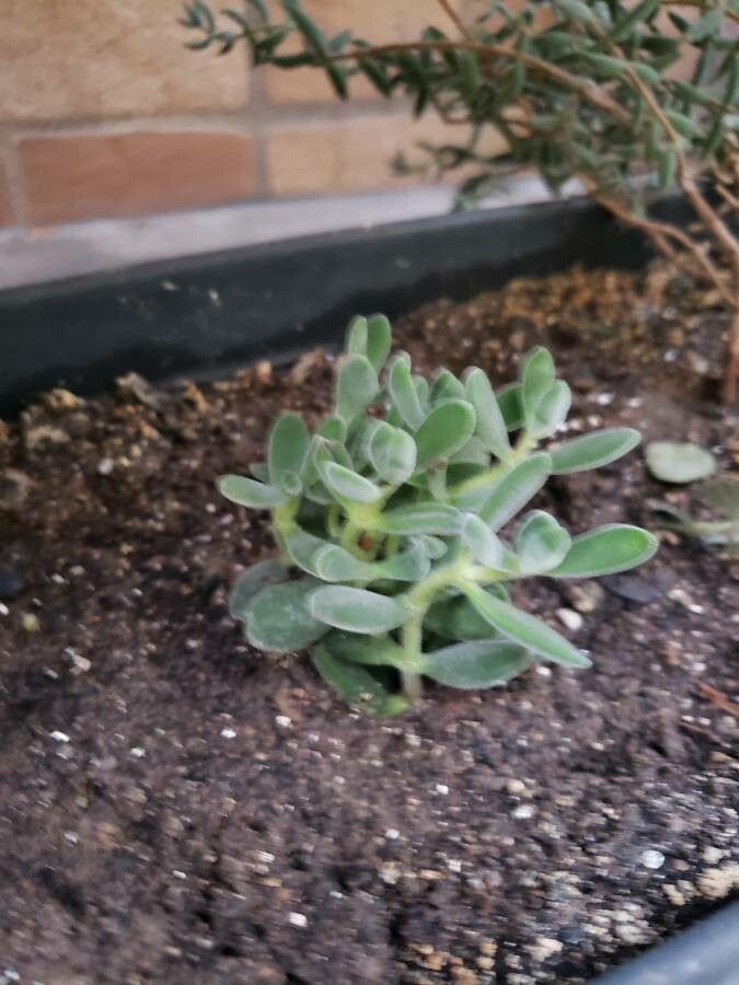 Crassula rogersii habit