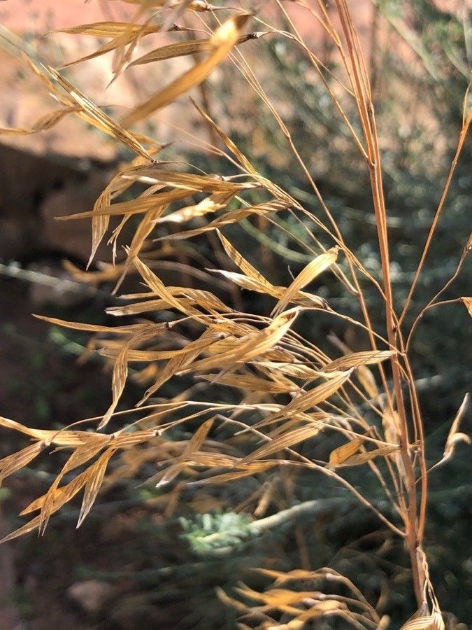 Stipa gigantea leaf