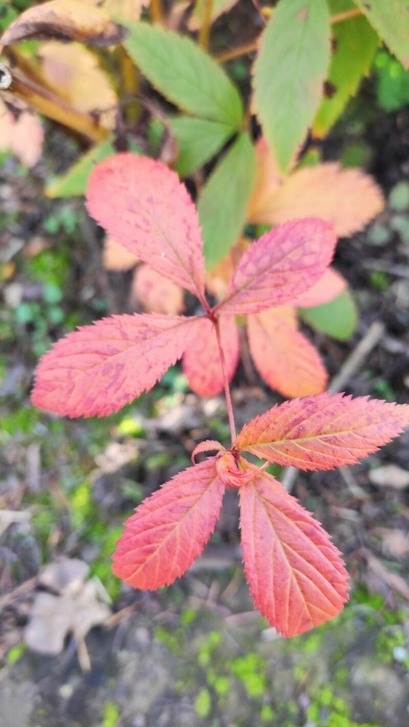 Gillenia trifoliata leaf