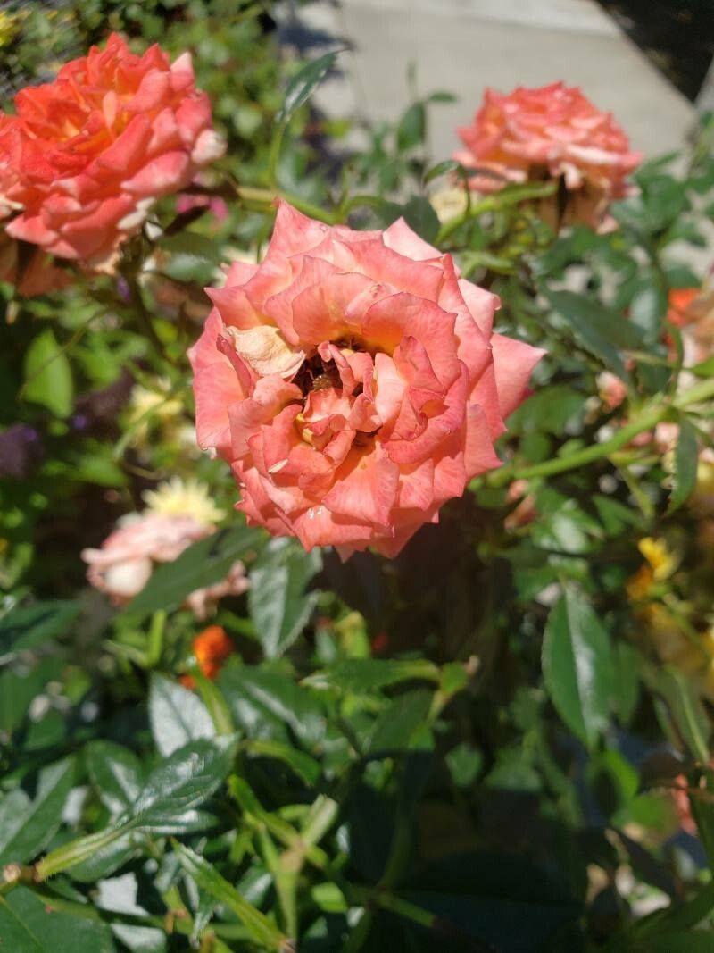 Rosa spp. flower