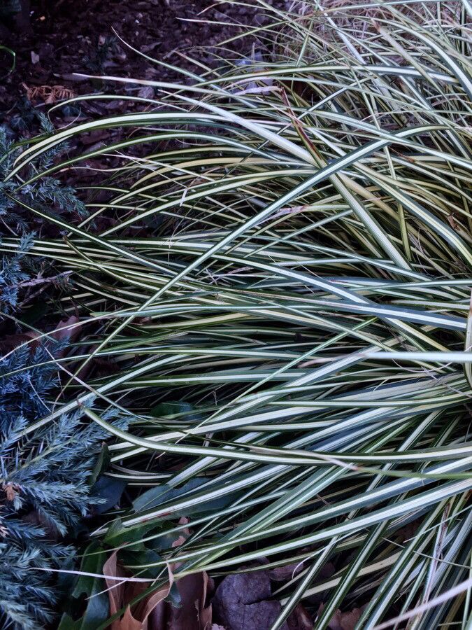 Carex ornithopoda leaf