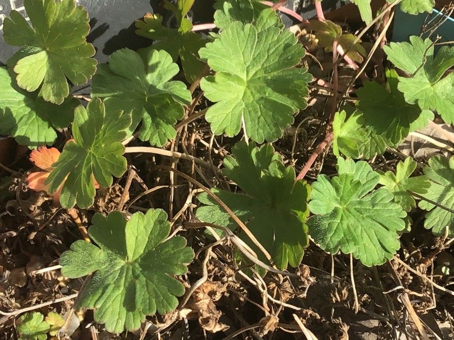 Geranium collinum — houseplant care guide