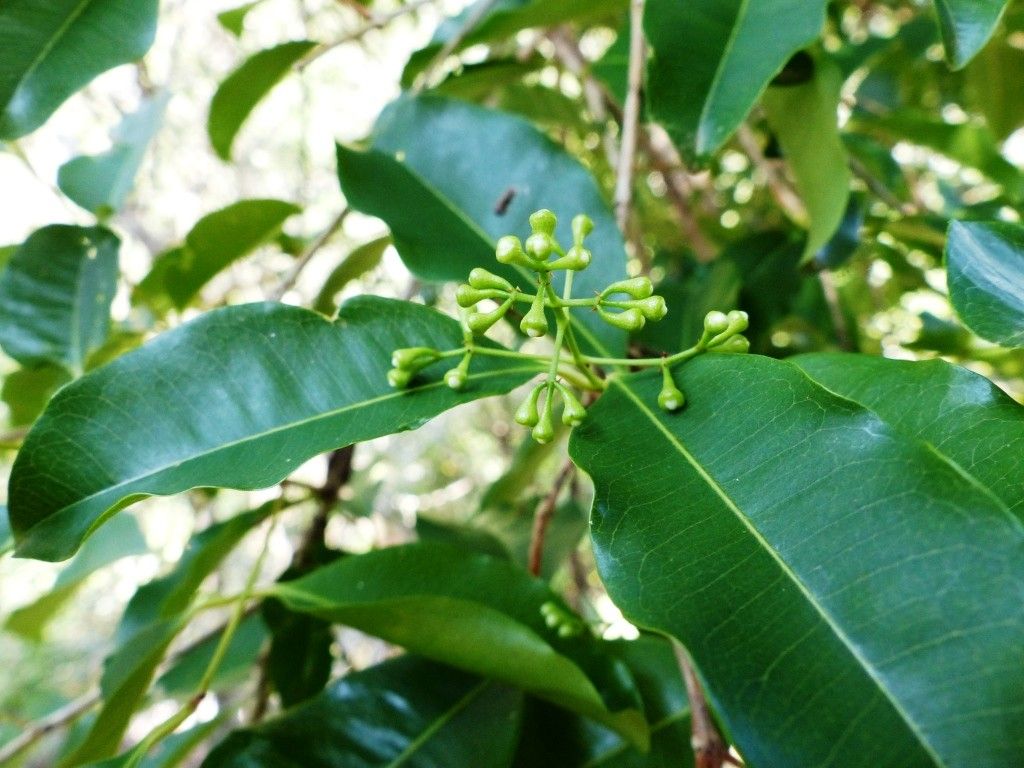 Syzygium koumacense habit