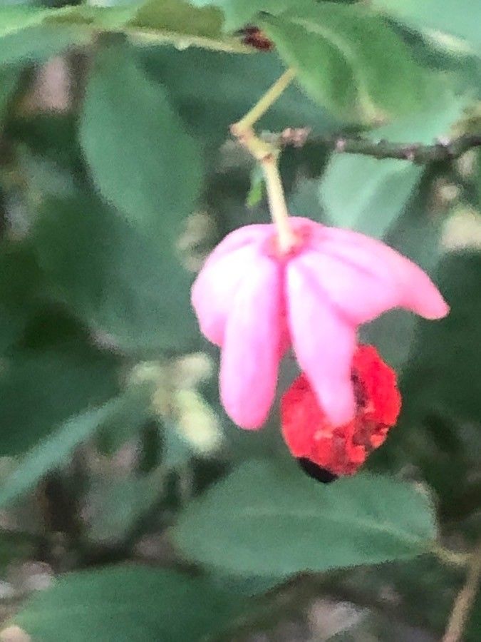 Euonymus verrucosus flower