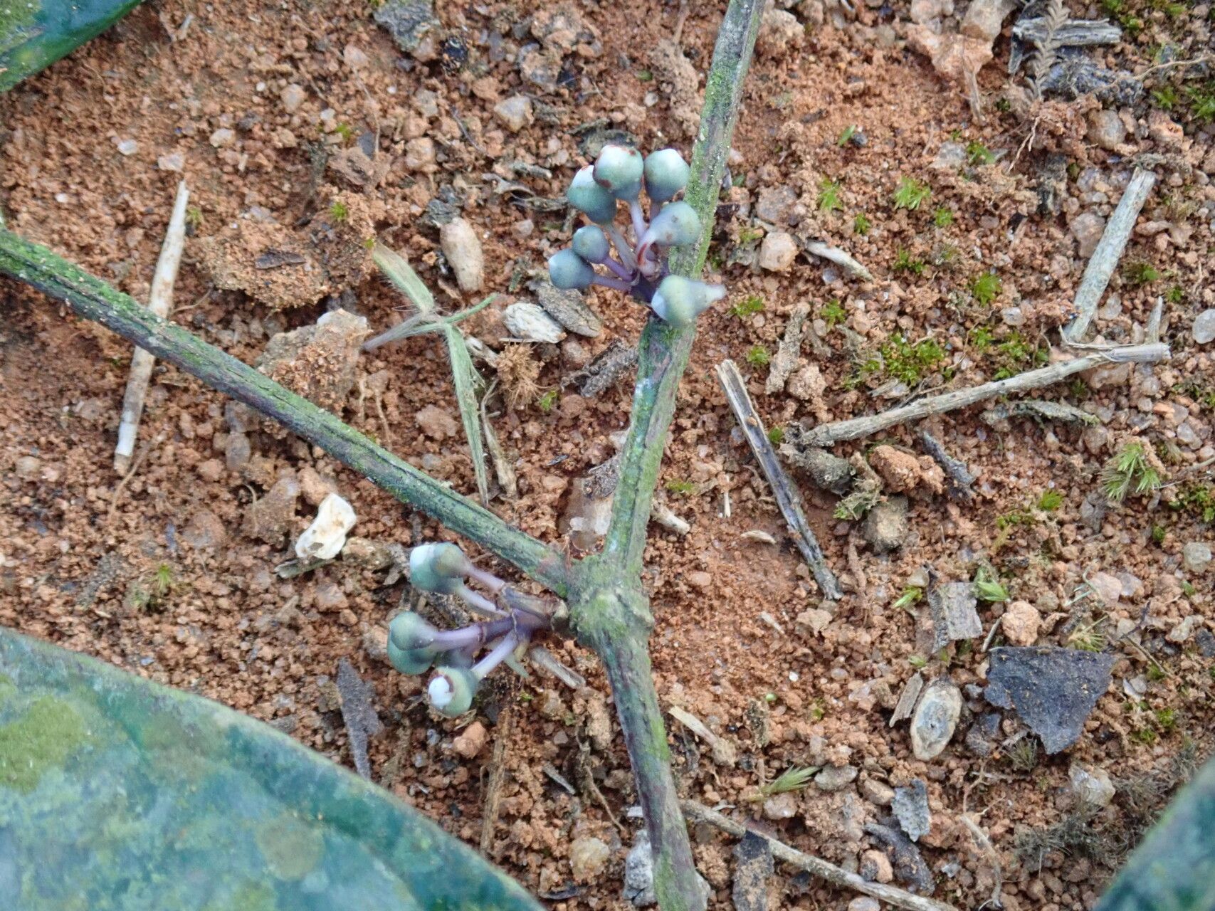 Memecylon zenkeri flower