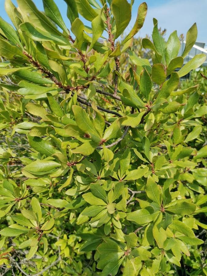 Myrica pensylvanica — search result for 'Morella'
