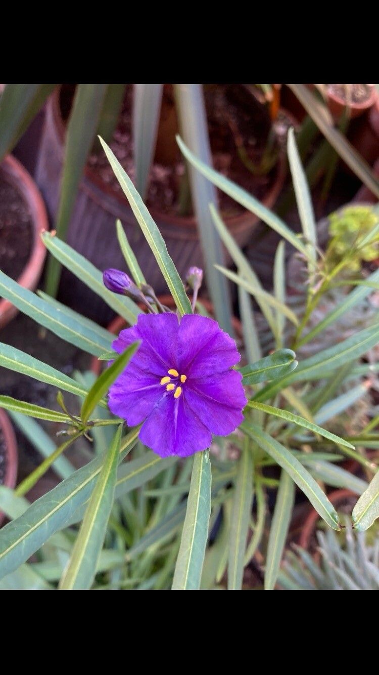Solanum linearifolium flower