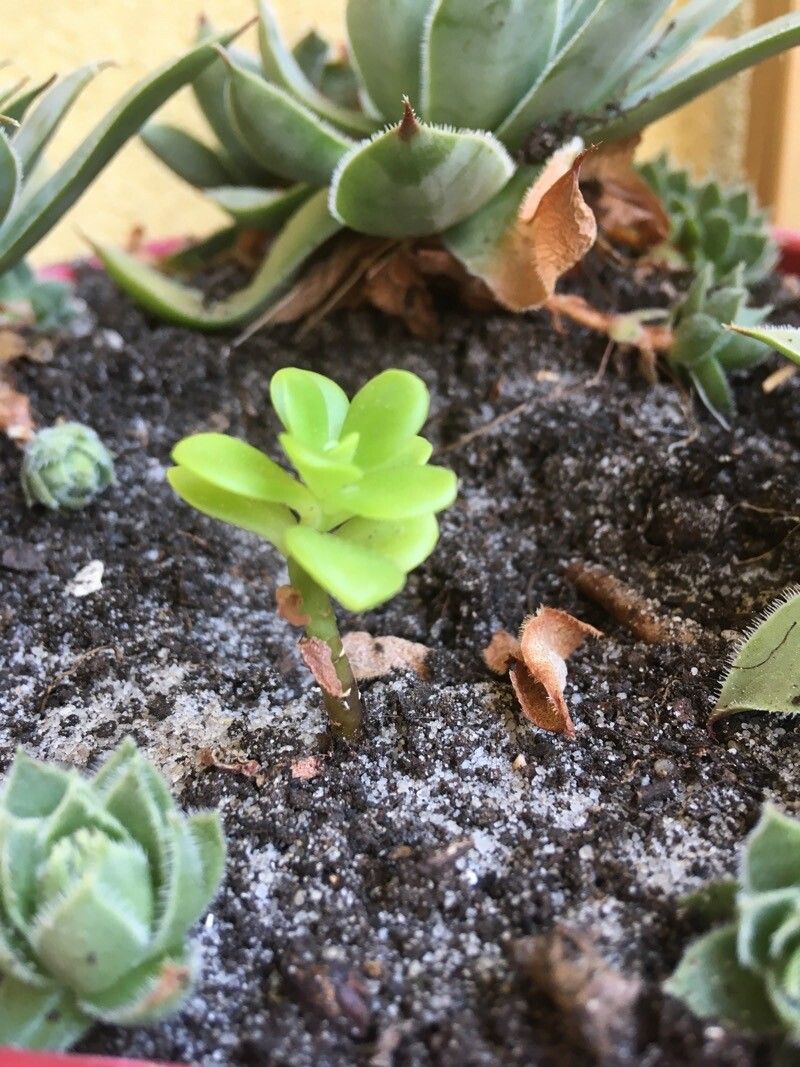 Sedum kimnachii fruit