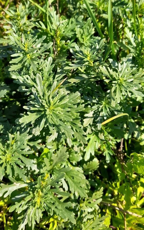 Teucrium cubense habit