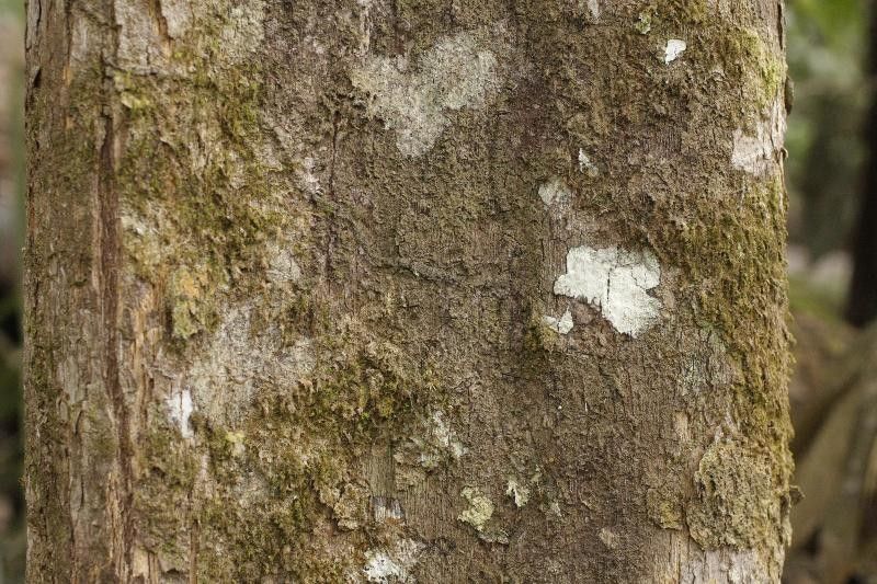 Osteophloeum platyspermum bark