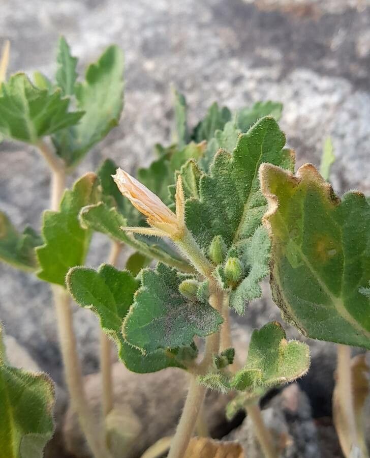 Mentzelia parvifolia flower