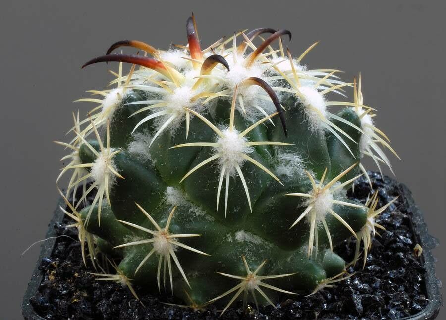 Coryphantha tripugionacantha habit