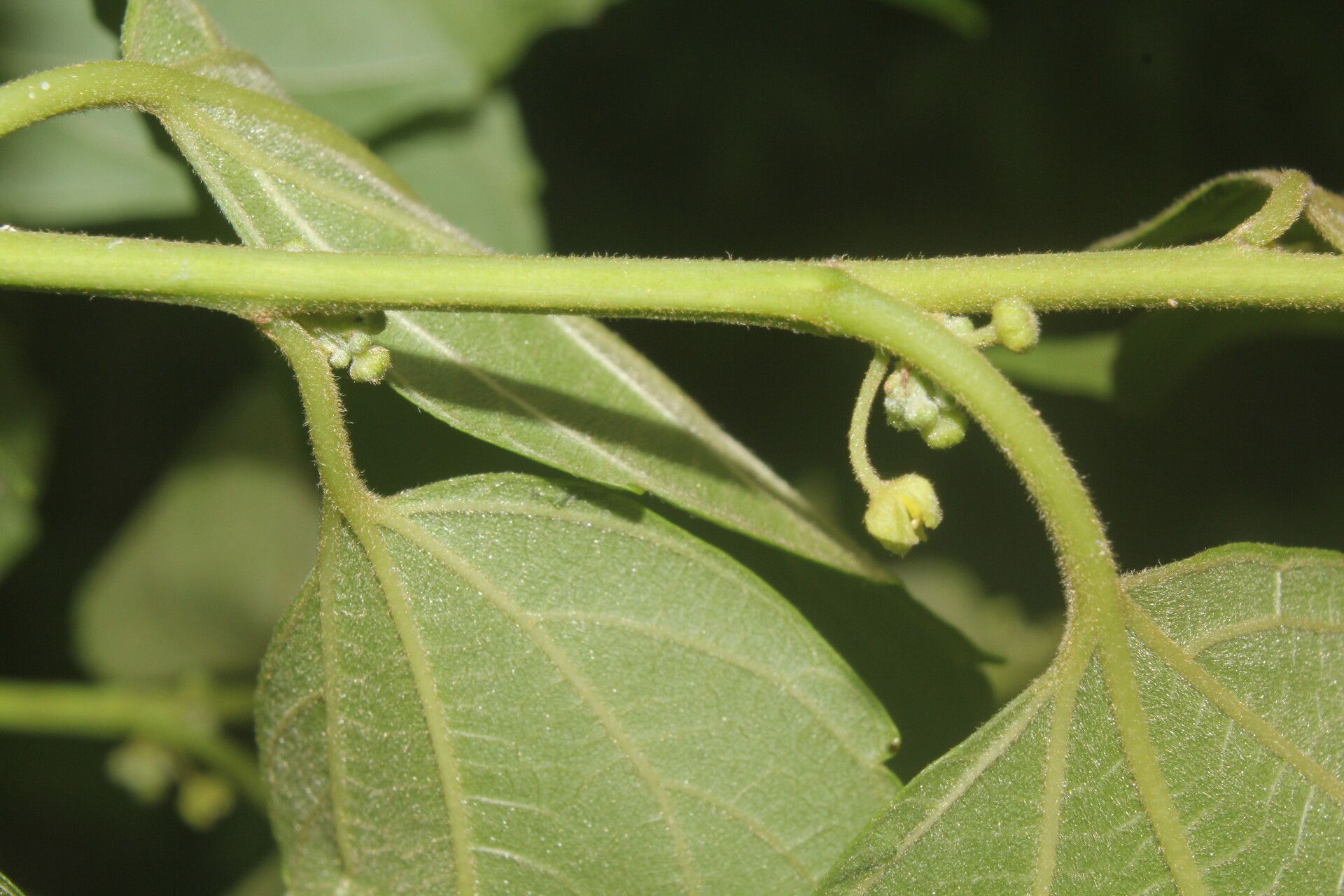 Colubrina triflora fruit