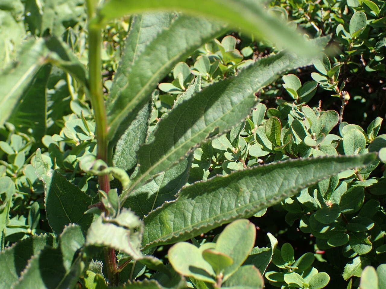 Senecio cacaliaster leaf