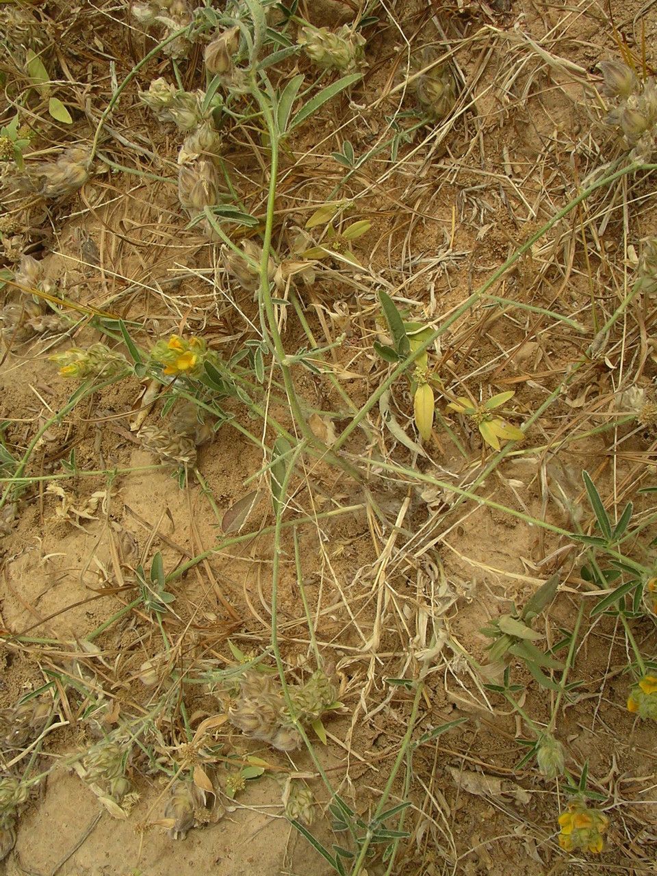 Crotalaria ebenoides habit
