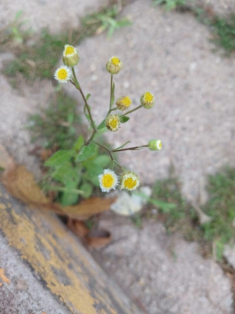 Erigeron laevigatus — search result for 'Erigeron'