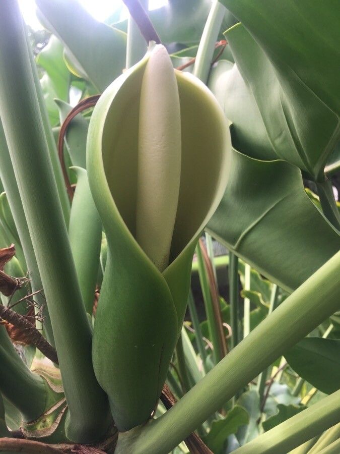 Thaumatophyllum stenolobum flower