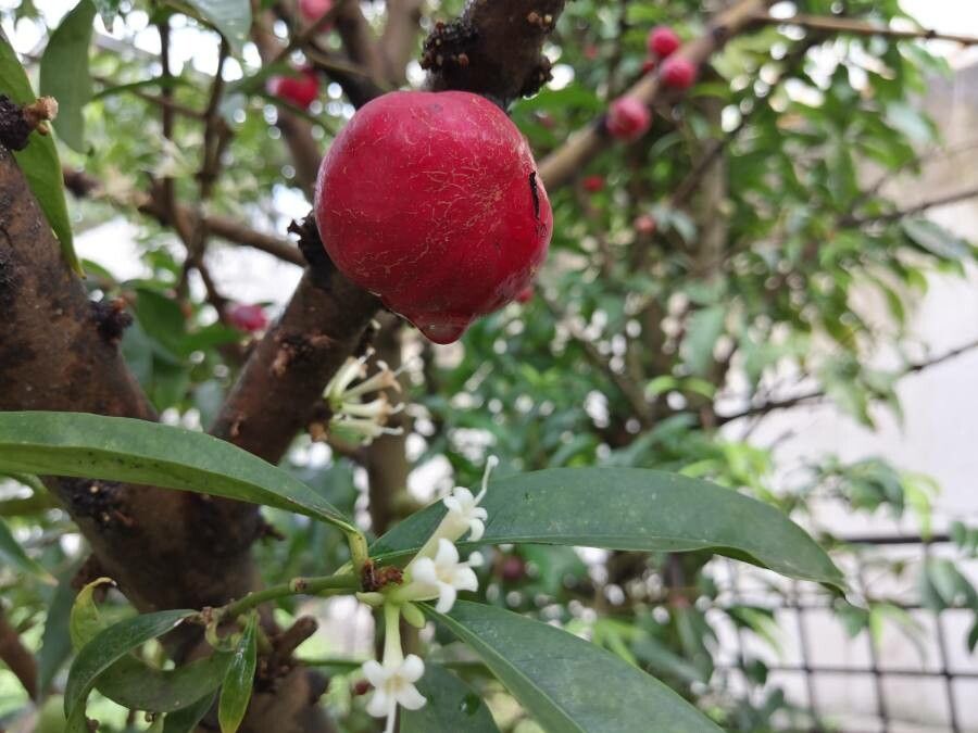 Phaleria macrocarpa fruit