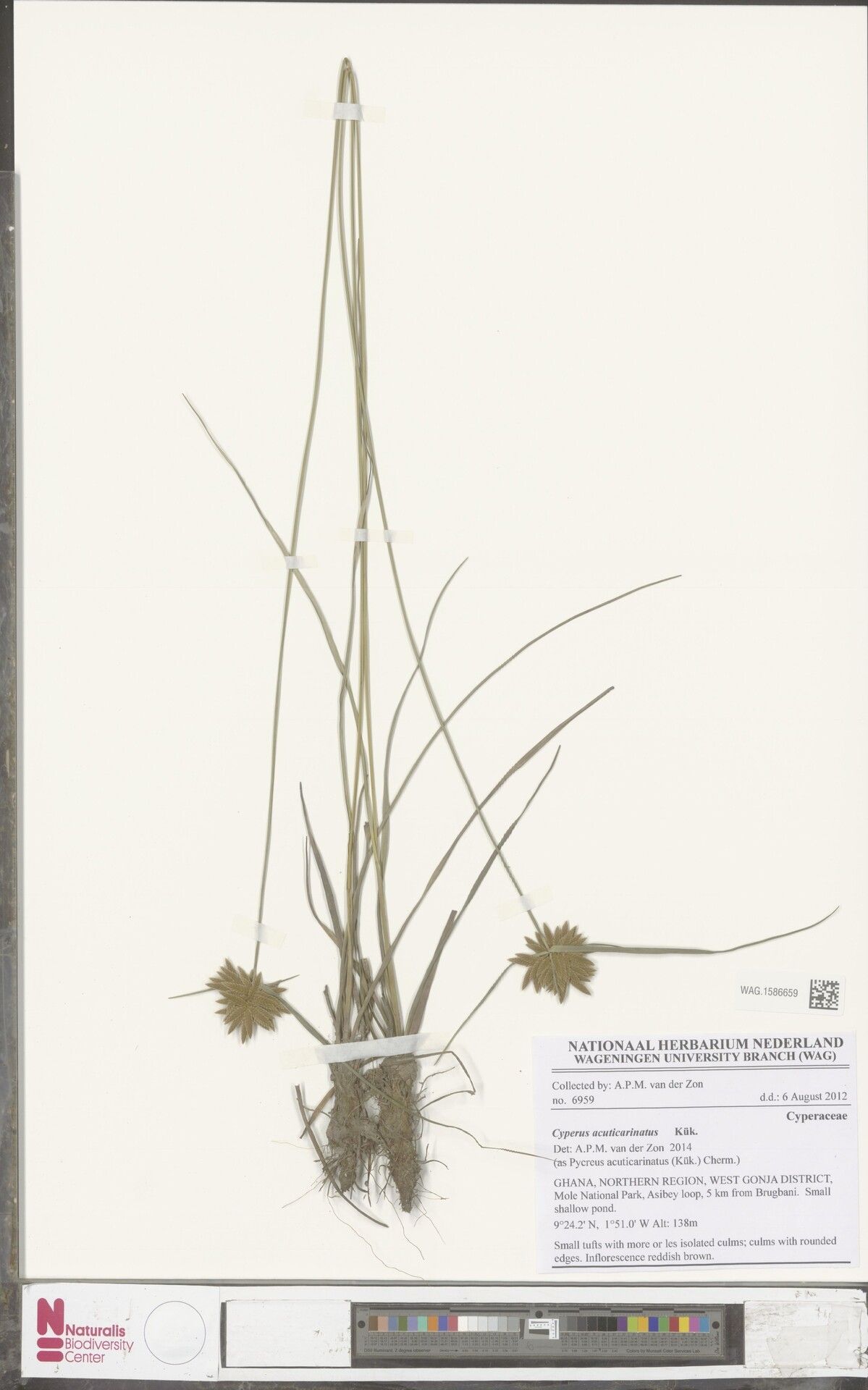 Cyperus acuticarinatus