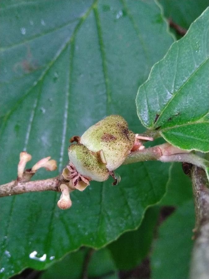Hamamelis mollis fruit