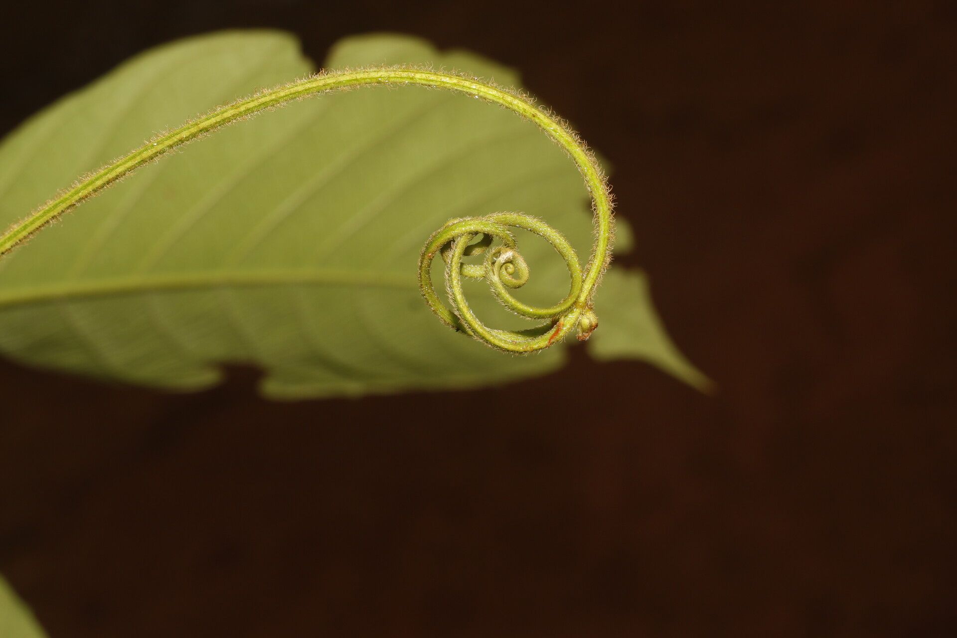 Paullinia bracteosa fruit