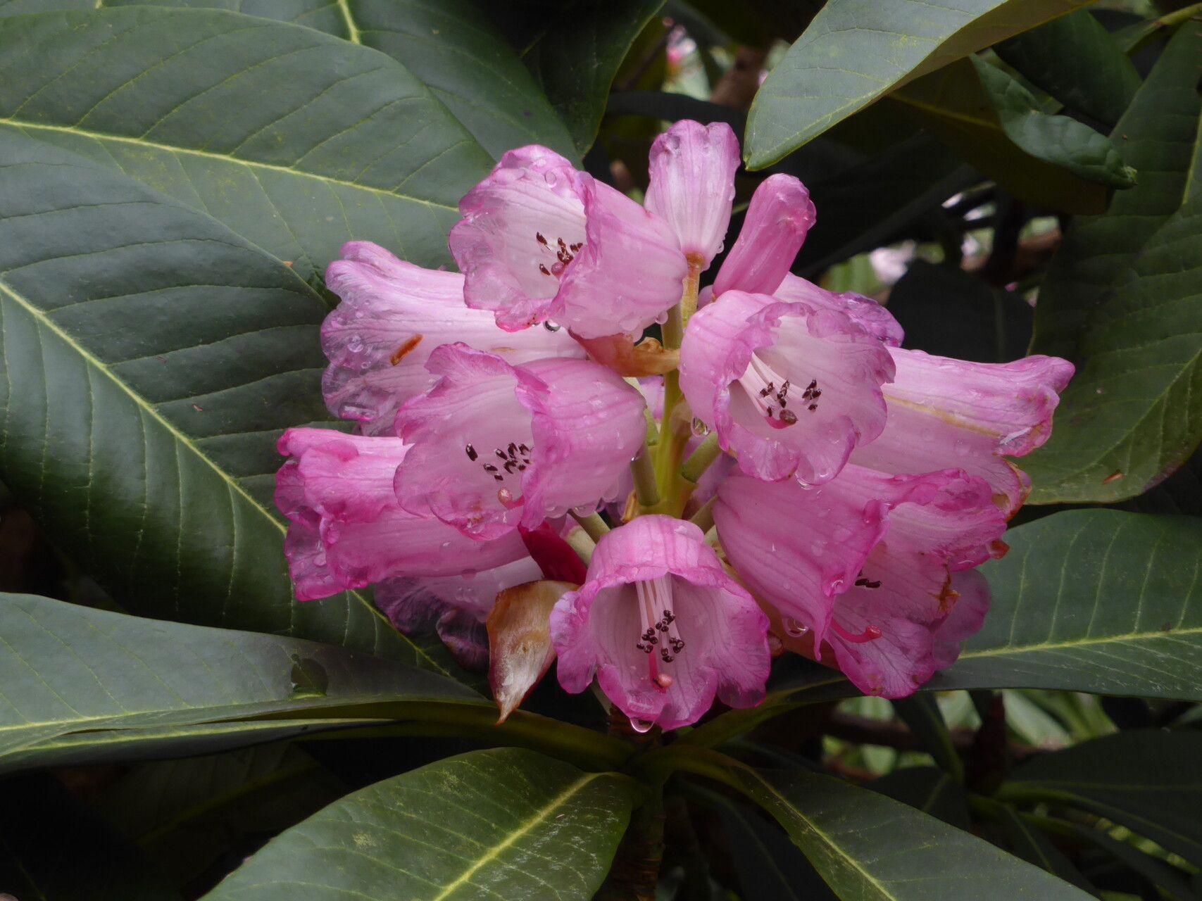 Rhododendron magnificum flower