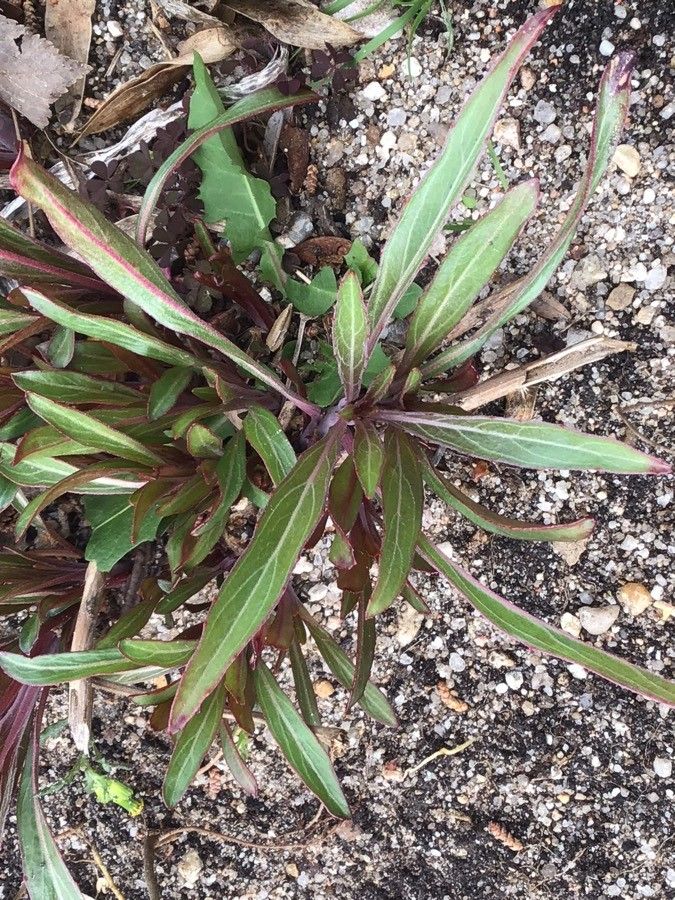 Oenothera missouriensis leaf