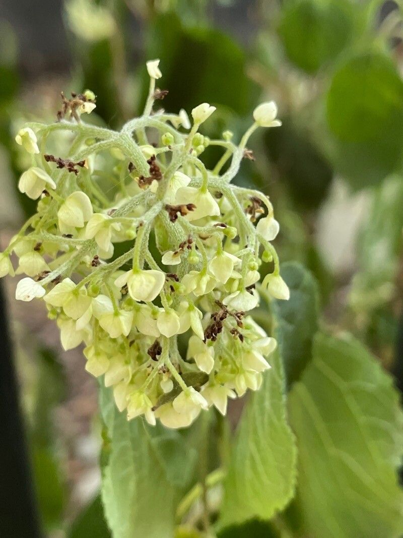 Kiggelaria africana flower