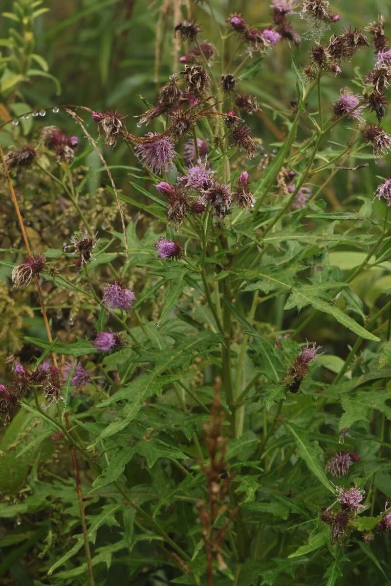 Cirsium shidokimontanum flower