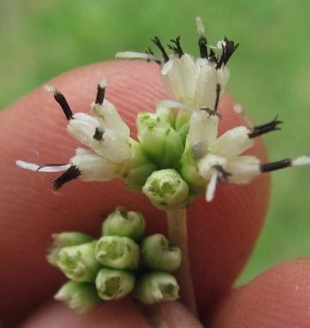 Clibadium anceps — related species from the same genus